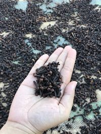 High angle view of hand holding leaf