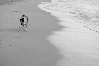 View of birds on beach