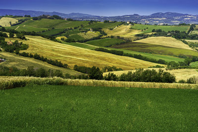 Scenic view of agricultural field against sky