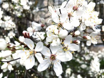 Close-up of white cherry blossoms in spring