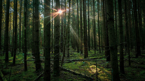 Sunlight streaming through trees in forest