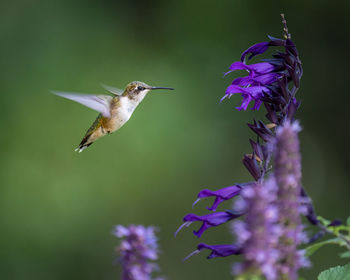 Close-up of butterfly pollinating on purple flower