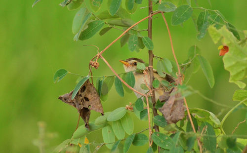 Bird perching on green leaves