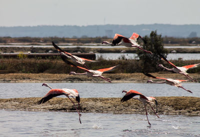 Birds flying over the lake