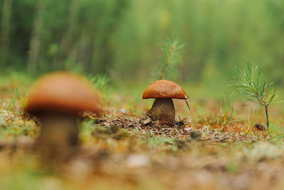Boletus mushroom grows on the forest road