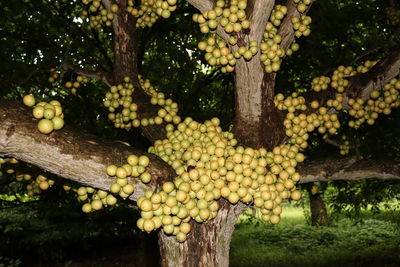 Close-up of fruits growing on tree