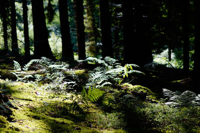 Trees in forest