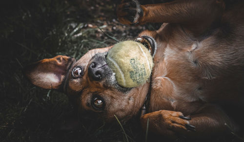 High angle view of dog relaxing