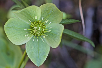 Close-up of flowering plant