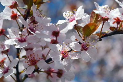 Close-up of white flowers blooming in park