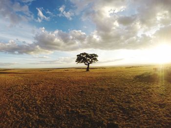 Tree on field against sky during sunset