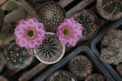 High angle view of pink flowers on potted plant