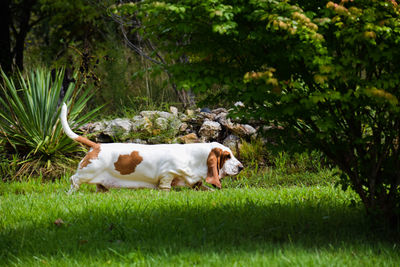 View of a dog relaxing on field