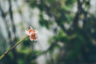 Close-up of flowering plant against blurred background