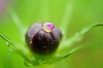 Close-up of plant
