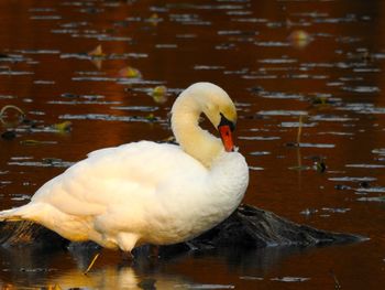 Close-up of swan swimming on lake