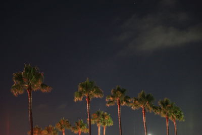 Low angle view of palm trees against sky at night