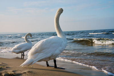 White swan on shore of baltic sea in poland. wild swan in nature