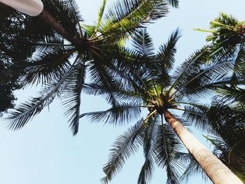 Low angle view of palm tree against sky