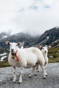 Sheep standing in a mountain