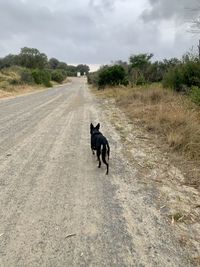 Dog standing on road against sky