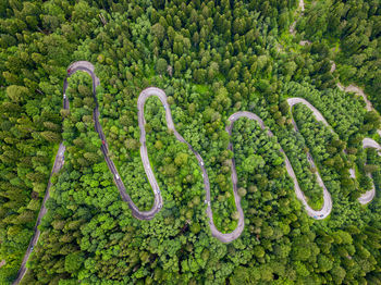 High angle view of plants growing on land