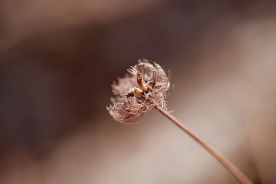 Close-up of wilted flower