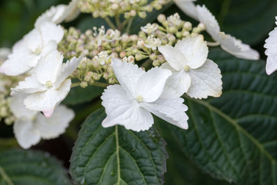 Close-up of white flowering plant