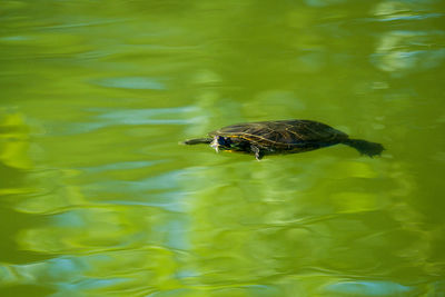High angle view of turtle in lake