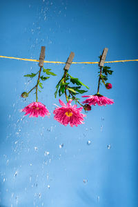 Pink flowers hang on clothespins on a clothesline in heavy rain on a blue background