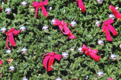 High angle view of pink flowers and leaves