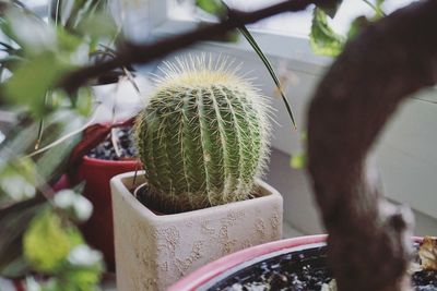 Close-up of potted cactus plant