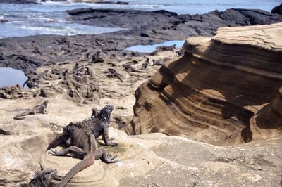 Rocks on shore