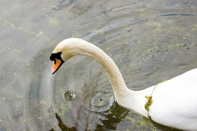 Close-up of swan swimming in lake