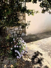 Shadow of plant on wall