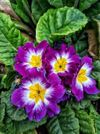 Close-up of purple flowering plant