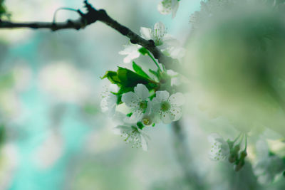 Close-up of white flowers on branch