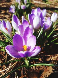 Close-up of purple crocus blooming outdoors