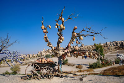 Pumpkins on bare tree against blue sky