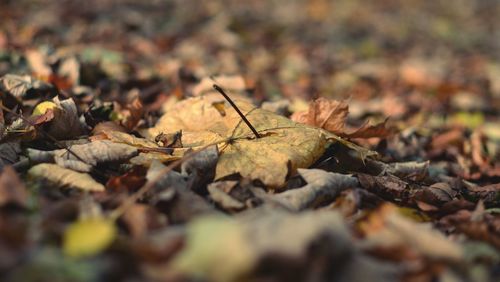 Close-up of dry autumn leaves