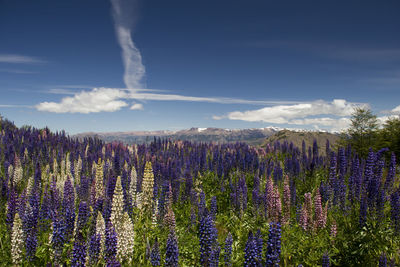 Purple flowers growing on landscape against sky