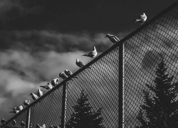 Low angle view of segulls against sky