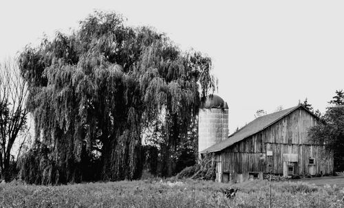 Trees on grassy field