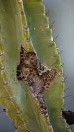 Close-up of caterpillar on cactus