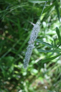 Close-up of plant