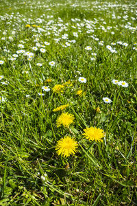 Close-up of white daisy flowers on field