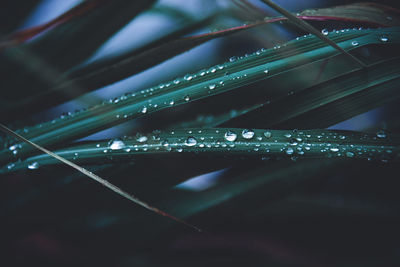 Tropical bush with water drops close up 