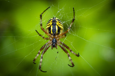 A beautiful macro photo of a large female spider waiting for prey to get stuck on her sticky webs