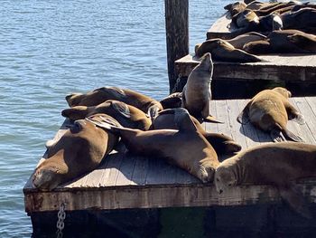 High angle view of sea lion on wooden pier