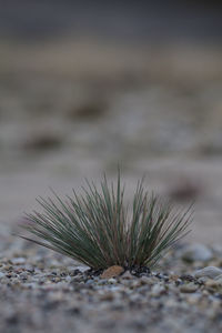 Close-up of sand